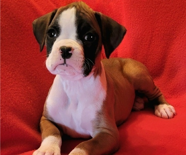 Medium Photo #3 Boxer Puppy For Sale in SLATON, TX, USA