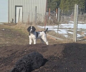 Bernedoodle Puppy for sale in ELK, WA, USA