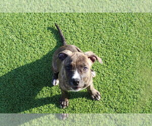 Medium American Pit Bull Terrier