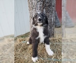 Small Photo #21 Aussiedoodle Puppy For Sale in DOWELLTOWN, TN, USA