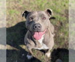 Small #1 American Pit Bull Terrier Mix