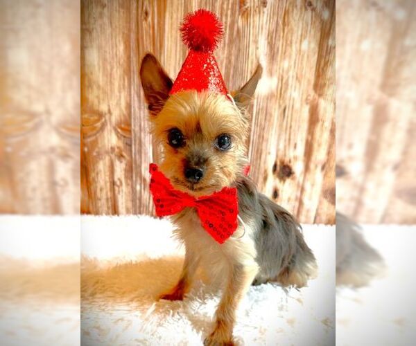 Medium Photo #5 Mutt Puppy For Sale in Arlington, VA, USA