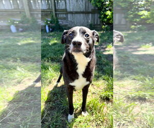 Border Collie-Unknown Mix Dogs for adoption in Jackson, MS, USA