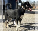 Small #2 Mutt