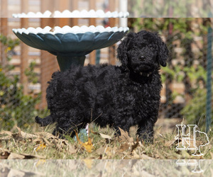 Goldendoodle-Poodle (Standard) Mix Puppy for sale in ELLENBORO, NC, USA