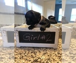 Small Photo #6 French Bulldog Puppy For Sale in APOLLO BEACH, FL, USA
