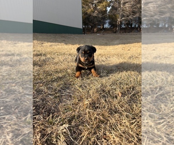 Medium Photo #5 Bernese Mountain Dog-Rottweiler Mix Puppy For Sale in SHEFFIELD, IL, USA