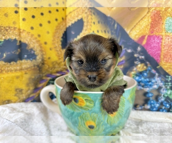 Medium Photo #4 Morkie Puppy For Sale in CASSVILLE, MO, USA