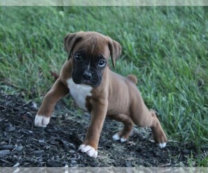 Boxer Puppy for sale in SHIPSHEWANA, IN, USA