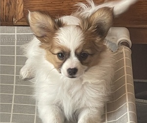 Papillon Puppy for sale in SILVER LAKE, KS, USA