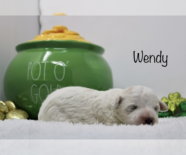Medium Photo #6 Maltipoo Puppy For Sale in EMIT, NC, USA
