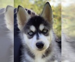 Small Photo #7 Siberian Husky Puppy For Sale in MORGANTOWN, IN, USA