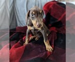 Small Photo #17 Doberman Pinscher Puppy For Sale in BRIMFIELD, IL, USA