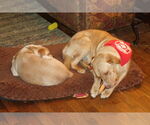 Small #12 Labrador Retriever Mix