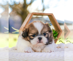 Small Photo #34 Shih Tzu Puppy For Sale in SYRACUSE, IN, USA