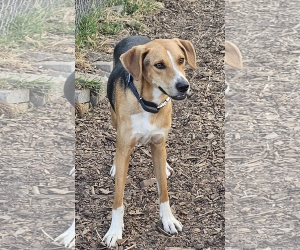 Medium Photo #3 Beagle-Unknown Mix Puppy For Sale in Bloomingdale, NJ, USA