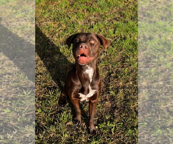 Medium Photo #8 Labrador Retriever-Unknown Mix Puppy For Sale in South Bend, IN, USA
