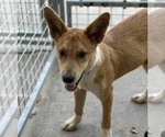 Small #7 Pembroke Welsh Corgi Mix
