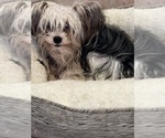 Small Photo #1 Yorkshire Terrier Puppy For Sale in MACON, GA, USA