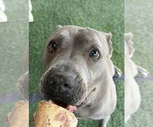 Rayna - Female American Pit Bull Terrier-American Staffordshire Terrier Mix Dog for Adoption - Photo #2