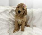 Small #4 Poodle (Standard)