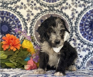 Goldendoodle Puppy for sale in LANCASTER, PA, USA