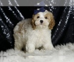 Small #3 Cavapoo