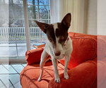 Small #7 Jack-Rat Terrier