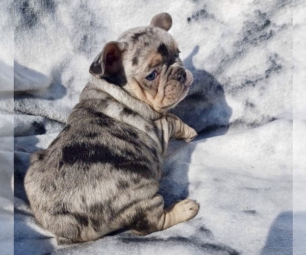 Medium Photo #5 French Bulldog Puppy For Sale in COCOA, FL, USA