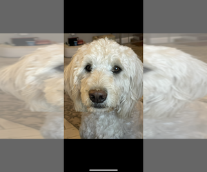 Mother of the Goldendoodle puppies born on 10/02/2025