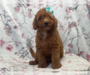 Cavapoo Puppy for sale in LAKELAND, FL, USA