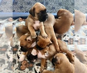 Boxer Puppy for sale in GRESHAM, OR, USA