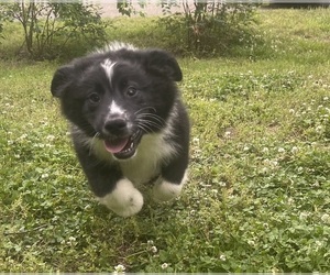 Australian Shepherd Puppy for Sale in YADKINVILLE, North Carolina USA