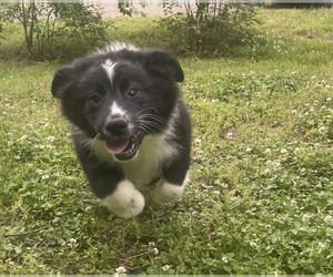 Medium Australian Shepherd