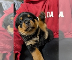 Rottweiler Puppy for sale in CANDIA, NH, USA