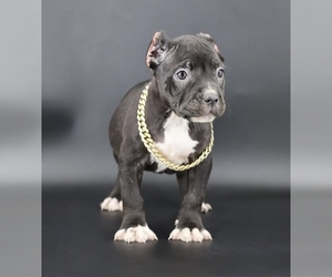 American Bully Puppy for sale in CHAMPAIGN, IL, USA