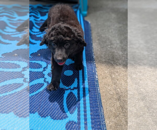 Medium Photo #2 Labrador Retriever-Unknown Mix Puppy For Sale in Holly Springs, NC, USA