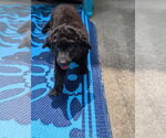 Small #1 Labrador Retriever Mix