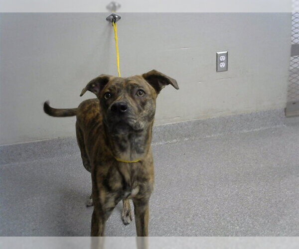 Medium Photo #1 Labrador Retriever-Unknown Mix Puppy For Sale in Pasadena, TX, USA