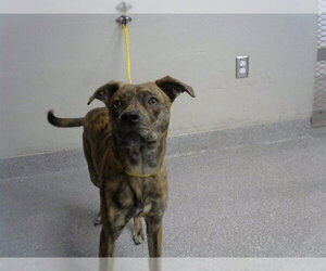 Labrador Retriever-Unknown Mix Dogs for adoption in Pasadena, TX, USA