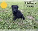 Small Photo #8 German Shepherd Dog Puppy For Sale in BOLIVAR, MO, USA