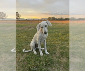 Great Pyredane Dogs for adoption in MIDWAY, UT, USA