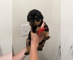 Puppy Red Rottweiler