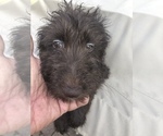 Small Photo #5 Aussiedoodle Puppy For Sale in FT LAUDERDALE, FL, USA