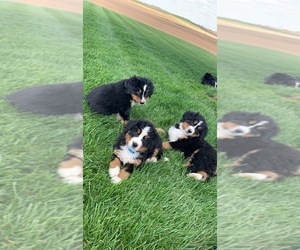 Bernese Mountain Dog Puppy for sale in BROWNSTOWN, IN, USA