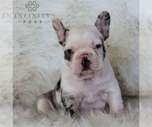 Faux Frenchbo Bulldog Puppy for sale in EPHRATA, PA, USA