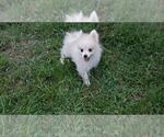 Small Photo #9 Pomeranian Puppy For Sale in DINWIDDIE, VA, USA