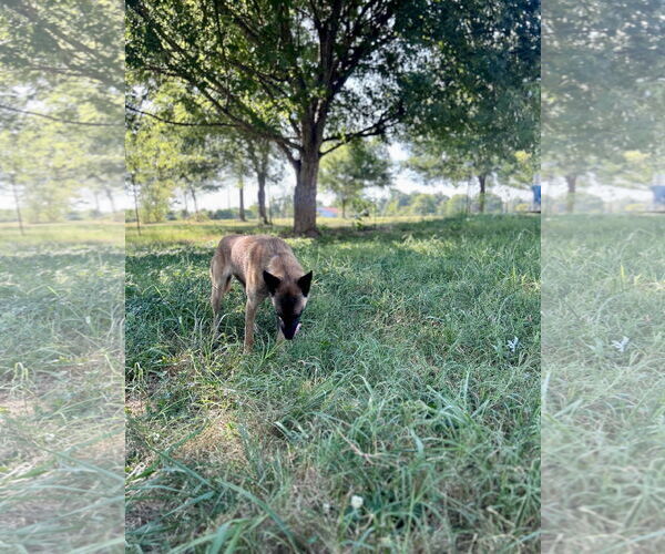 Medium Photo #2 Mutt Puppy For Sale in Stevens Point, WI, USA