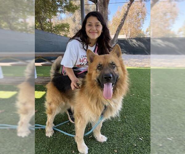 Medium Photo #1 German Shepherd Dog Puppy For Sale in Santa Barbara, CA, USA