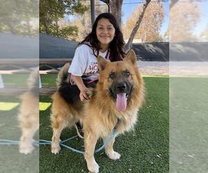 German Shepherd Dog Dogs for adoption in Santa Barbara, CA, USA